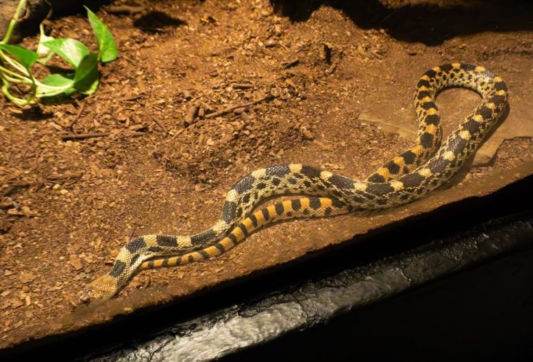 Temporada de lluvias puede provocar mayor presencia de fauna silvestre en la ciudad