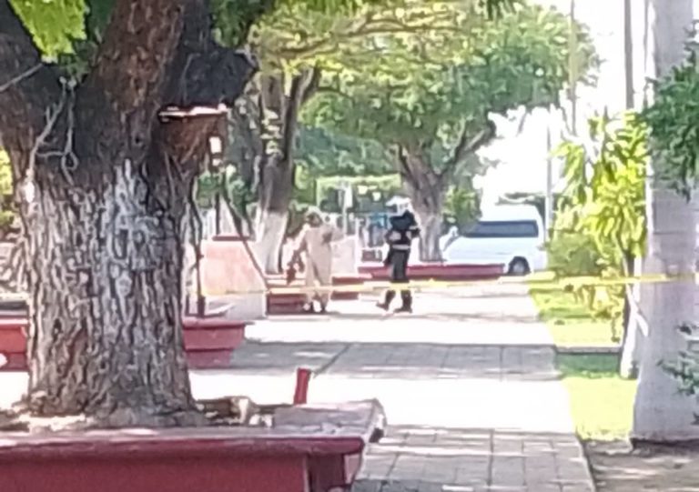 Abejas atacan a peatones en la zona Centro de Lázaro Cárdenas