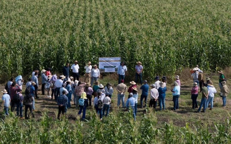 Liderará Michoacán el programa piloto nacional para la producción sustentable de maíz