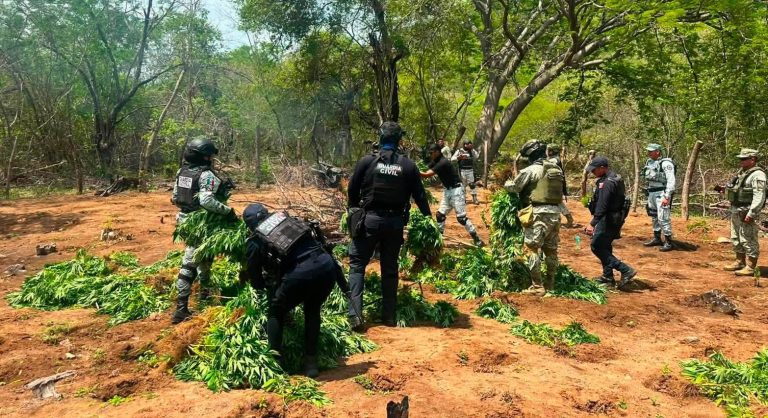 Destruyen cinco sembradíos de marihuana en el municipio de Huetamo