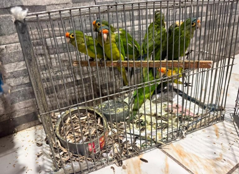 Rescatan aves víctimas de maltrato y tráfico ilegal de fauna