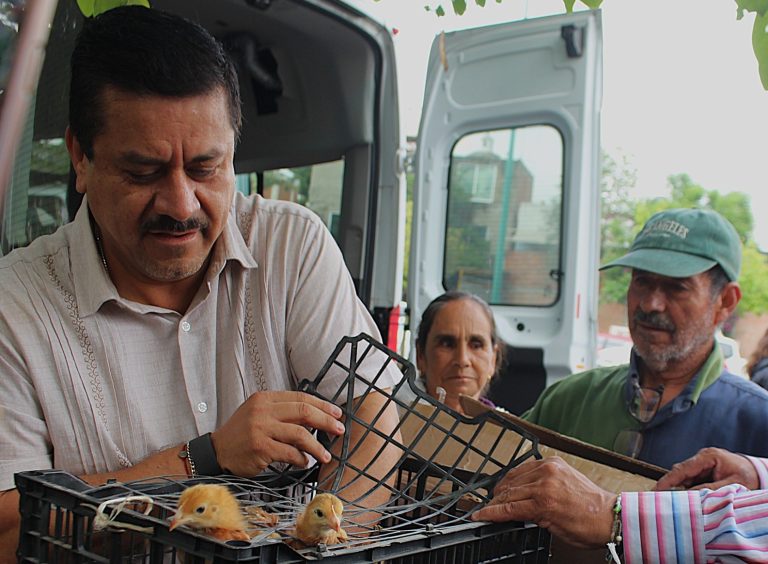 Continúa con entrega de gallinas de traspatio