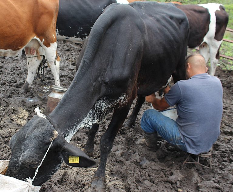 Gobierno de Morelia contribuye al desarrollo del campo