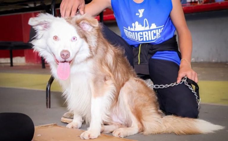 Exhortan a vacunar contra la rabia a los animales de compañía