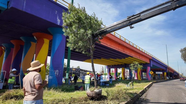 Gobierno de Michoacán inicia trasplante de árboles retirados por obras del Morebús