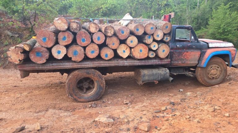 Aseguran camión cargado de 6.1 metros cúbicos de madera de pino durante operativo contra la tala ilegal en Morelia