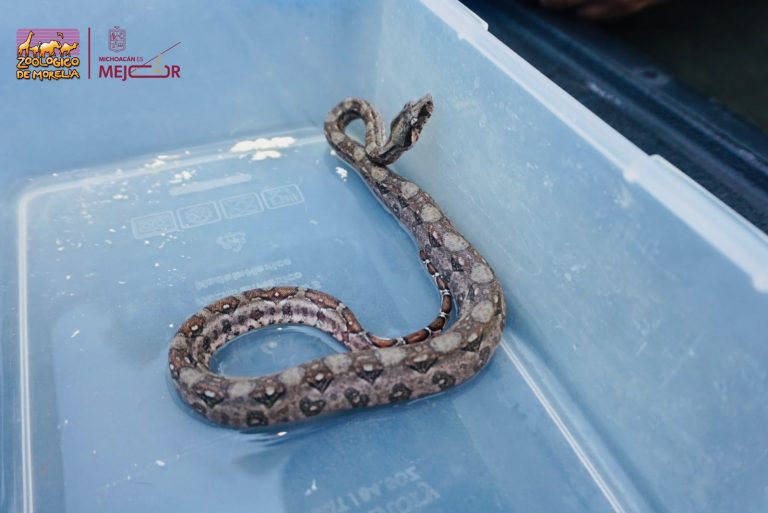 Recibe Zoológico crías de cocodrilo de pantano y boa constrictora