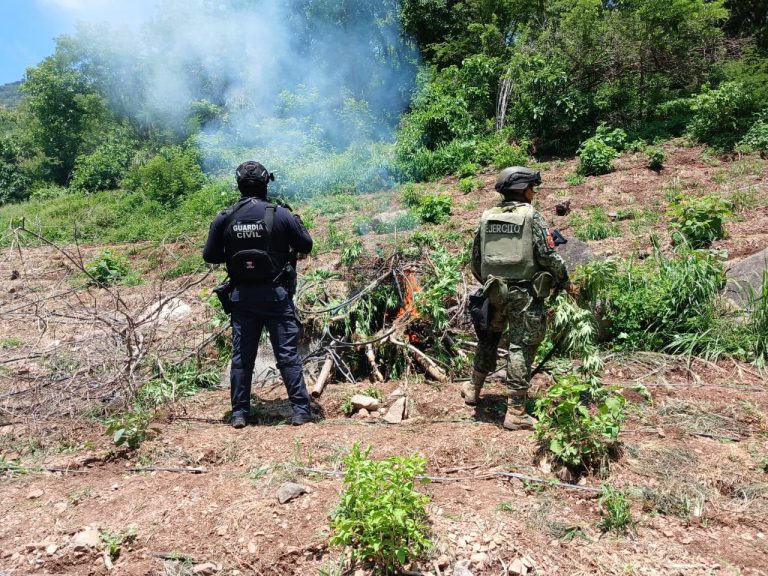 Localizan e incineran 861 kilos de marihuana en Huetamo