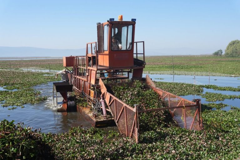 Intensifican trabajos de recuperación en el lago de Cuitzeo con maquinaria especializada