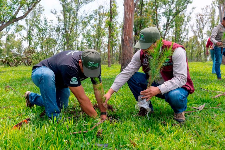 Arrancará mañana reforestación de 32 mil árboles en la ruta del Morebús: Bedolla