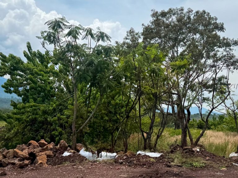 Morebús no retirará 613 árboles durante su proceso de construcción