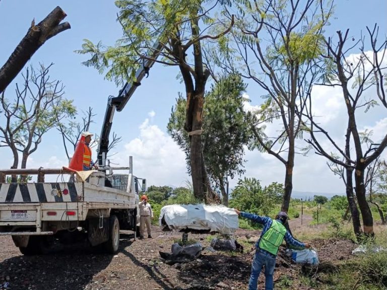 Sedum intensifica rescate y trasplante de árboles en el trayecto del Morebús