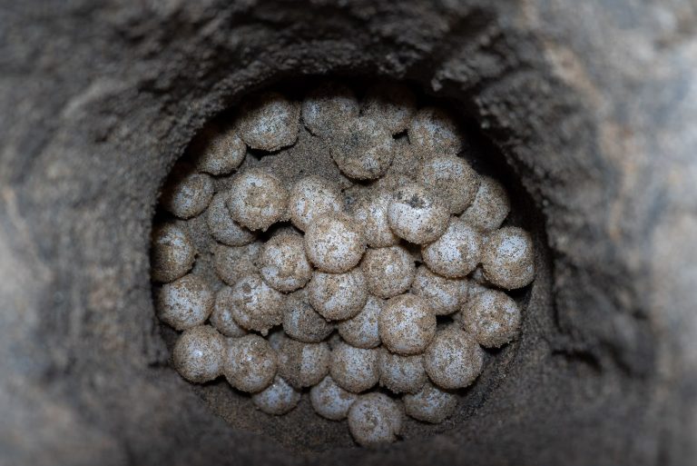 Compesca promueve visitas responsables a campamentos tortugueros del estado