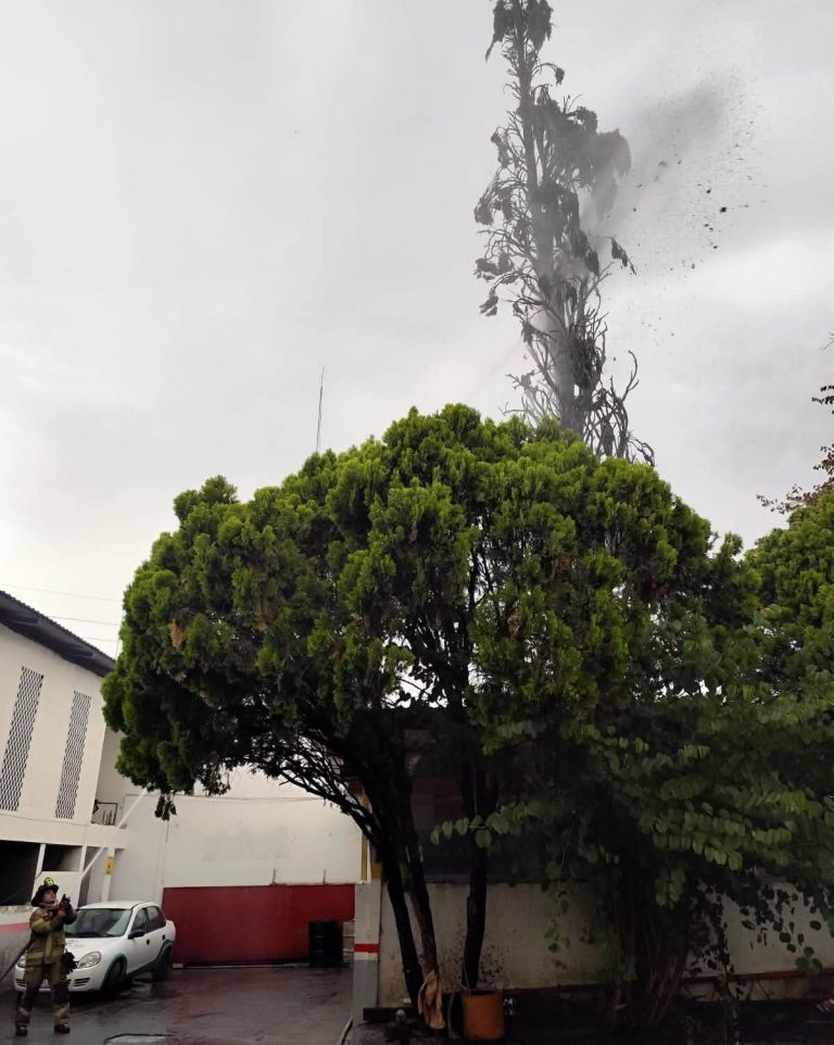 Árbol se incendia tras ser impactado por un rayo, en la colonia Bocanegra de Morelia
