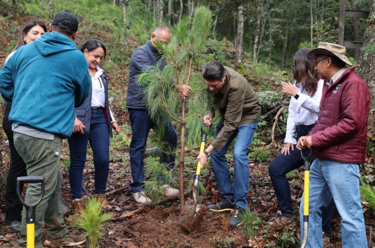 Consolida Morelia liderazgo ambiental con nombramiento de Ciudad Árbol