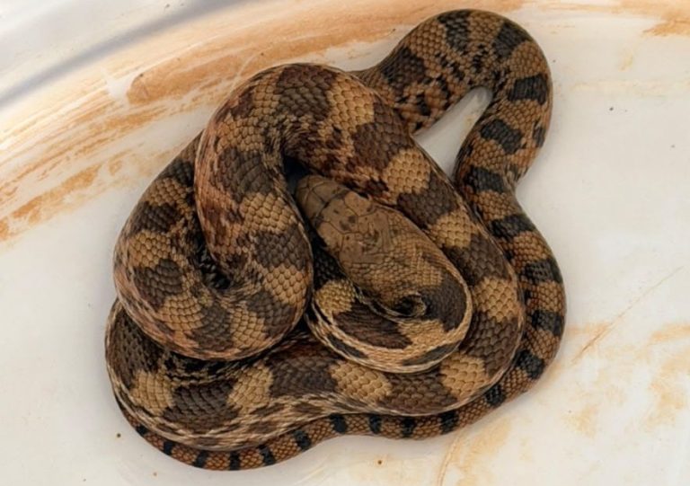 Atienden reportes de reptiles en domicilios de Morelia