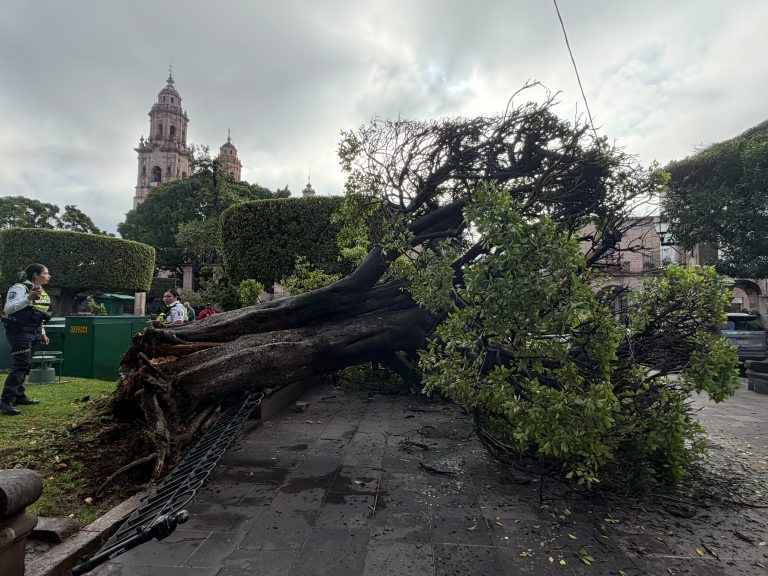 Revisará ayuntamiento estado de árboles en vía pública, para evitar riesgos de que colapsen
