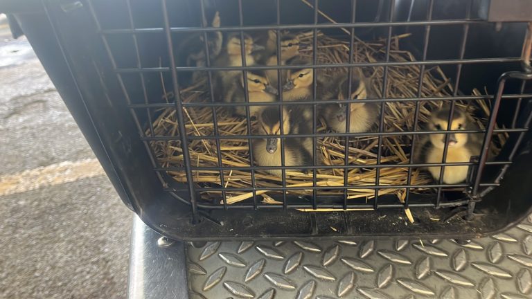 Protección Civil y Bomberos Morelia rescata a nueve patitos de una alcantarilla