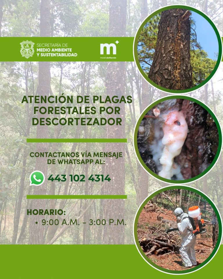 Ayuntamiento brinda atención a plagas forestales por descortezador, en zona rural