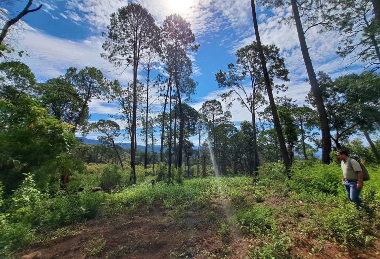 “La Ceferina”, nueva área de conservación en Tancítaro
