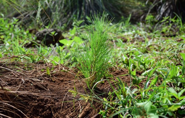 Regalan hasta 100 plantas en Morelia