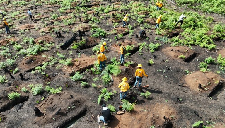 Michoacán, presente en la Feria Nacional Forestal, el evento más importante del sector