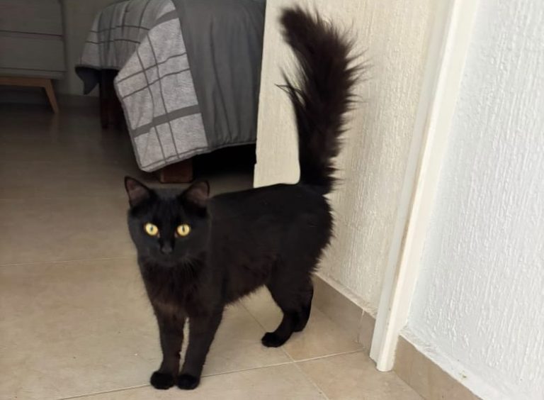 Protectoras de animales blindan a perros y gatos blancos y negros y suspenden adopciones