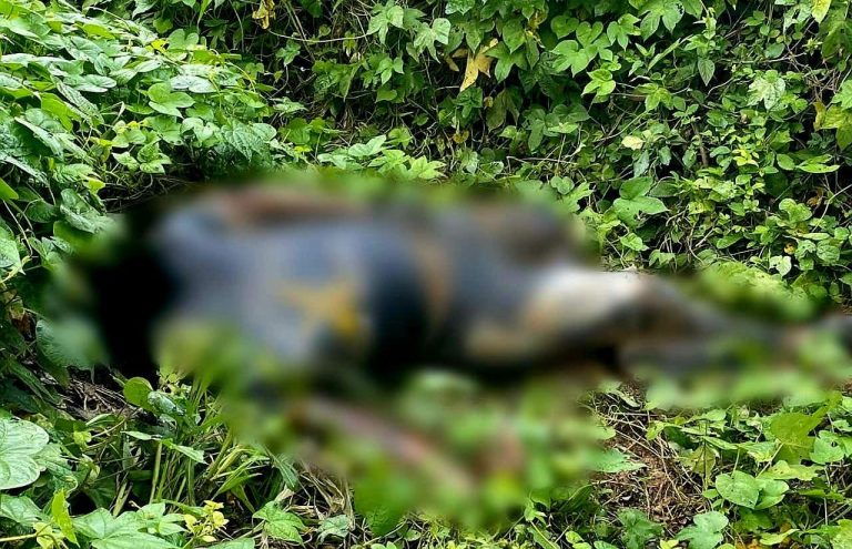 Hallan a hombre decapitado y cientos de cartuchos de alto poder, en Lázaro Cárdenas