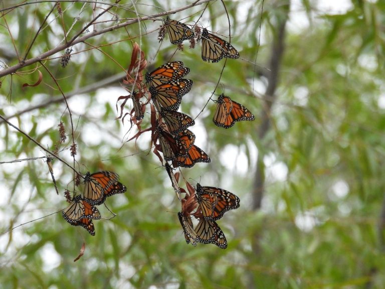 Mariposas Monarca ya se encuentran en territorio nacional, santuarios abren el 20 de noviembre