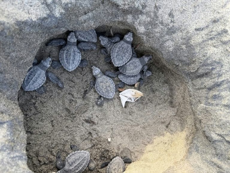 Habilitan centros de acopio para recuperación de campamentos tortugueros