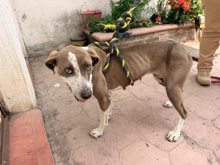 Rescata FGE a ejemplar canino en severo estado de desnutrición durante cateo en Zitácuaro
