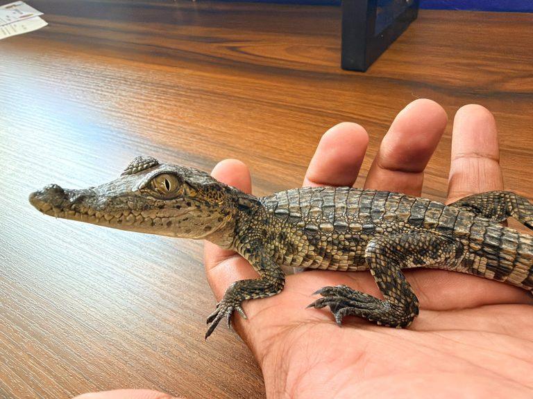 Capturan y rescatan a reptil en la colonia Hacienda del Sol