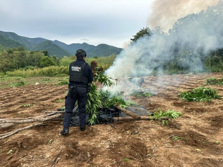 SSP y Defensa destruyen cerca de 96 mil plantas de mariguana en Huetamo