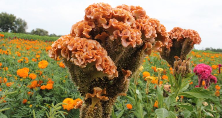 Productores de flores de Tarímbaro buscan brindar más opciones a compradores