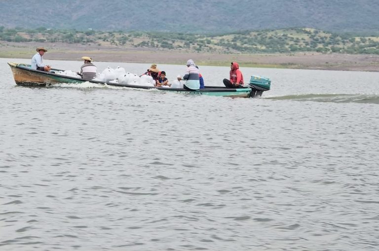 Donan 100 mil crías de tilapia para fortalecer la producción acuícola en Churumuco