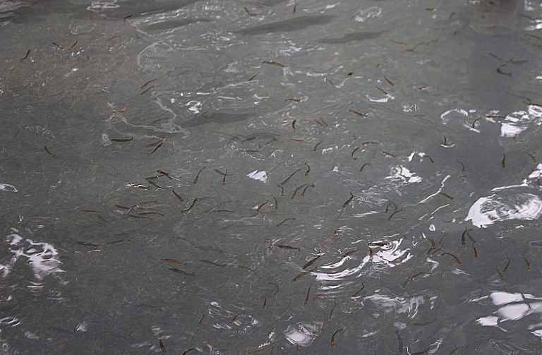 Continúa el apoyo al sector productor de pescado